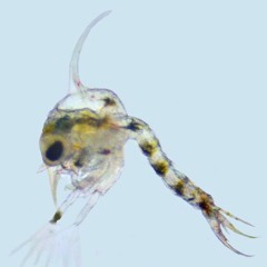 birth of a seed shrimp (morph 3)