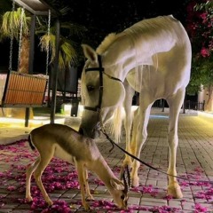 الليل والخيل والبيداء كن معا |عبدالرحمن كريري|