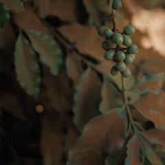 With an Acre - Audio-Introduction
