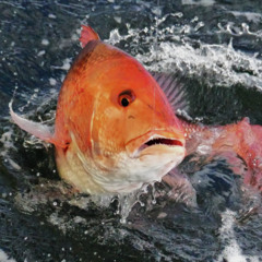 Yvng Jay- "Red Snapper freestyle" (dont sue me pls)