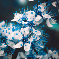 Blooming (Original Mix)