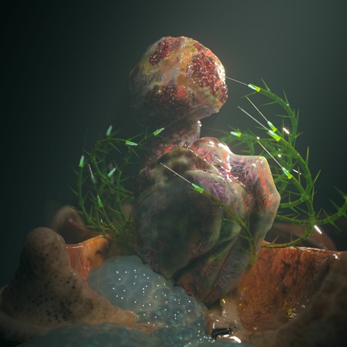 Hyph11E - Barnacles