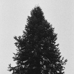 bb catz comin' in from da cold