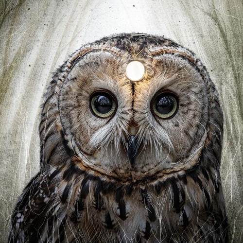 2019 Psychedelic Vibe Progressive Trance (Power Space mix)