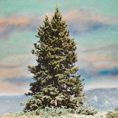 Douglas Fir