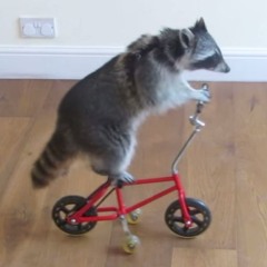 Here's Tricks
