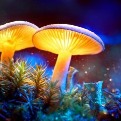 eleven - Strange mushroom (demo)