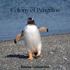 Colony of Penguins