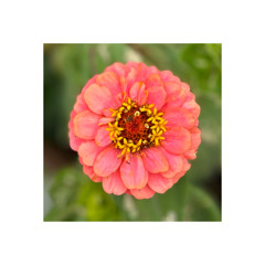 15(17) I växthuset