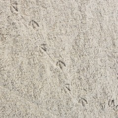 HAPPYFEET
