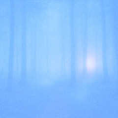 a magical forest of bubbles