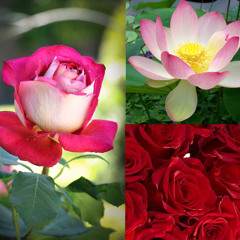 rose or lotus #R34L3M😢 #HUNTINGMUZIK 🏹👩🏻💔