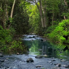 Forest River Ambience | Water Sounds (75 Minutes)