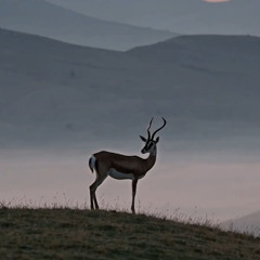 Dilber Dînê — Melodic House Rebirth of a Kurdish Folk Song | Algorhythm Music