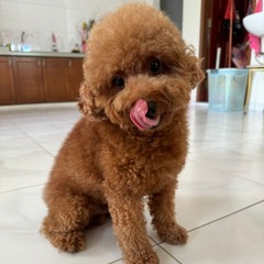 HAPPY POIPET #2 - HK KiKi