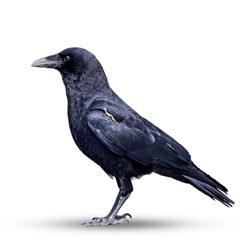 crow 🧛🏼 @w0odcat6