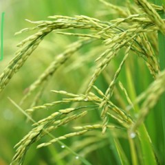 Guilty - 1st finished mix