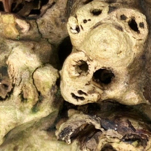 Räubermukke & Caraúna [Anthrazit]