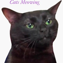 Cats Meowing - Grey Sky. Produced by Flowers For An Early Grave
