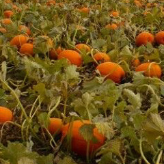 🎃 pumkin patch (akira3k)