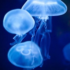 underwater