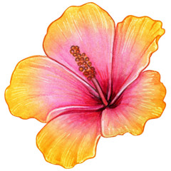 HIBISCUS (feat. LILJA)