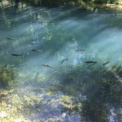 Kill Shit (Remix) ft.dktherula @dcb.spartacus@nunthebag