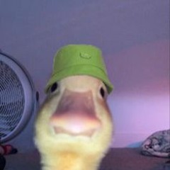 Gnarly as duck