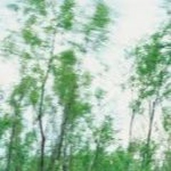 Willows in the Wind