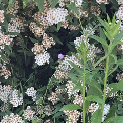 정우 - 양 (cover)