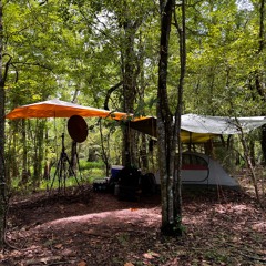 Densely-voiced Cypress Swamp post-dusk ambience, Sullivan Lake, August 2022, POV 02