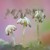 Artwork for pi pi pi premiere: Mabel - Dolphin Girl (Nehza Records)