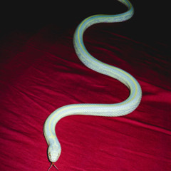 garden (prod. vayda)