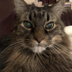 -FuckUZack-GayDog$LazyCat2-