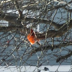 Novo Amor - Anchor Vocal Cover ft Ashriver