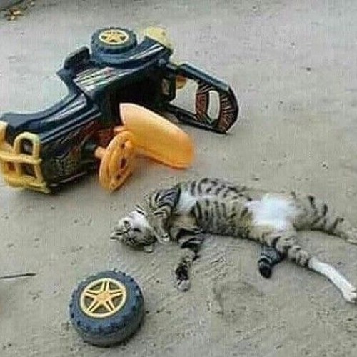 Cats & Car Crashes (Screwed)