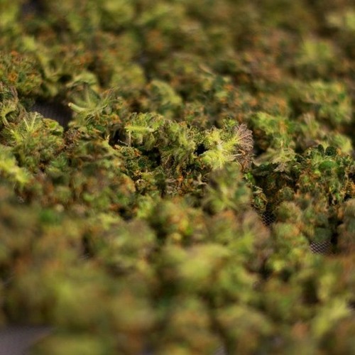 Amplitude - Wet On Weed 156