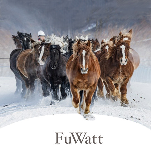 Horse-drawn sleigh race on snow