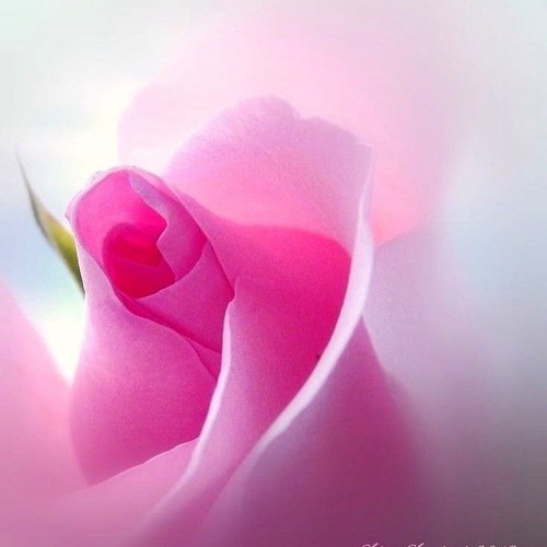 Reprogram yourself my dear sister in Islam