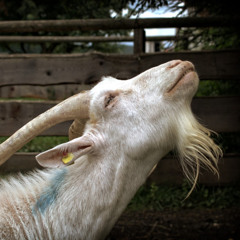 Onzième épisode : soupe à la grimace en écoutant Spotify