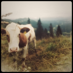 STBB703 Rawb1 & Ol' Miller - Gipfelschoki