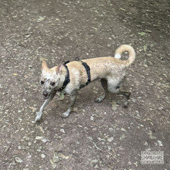 OG Buda - Сабака (Extended Intro Prod. by shibby)