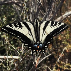 Music for Daydreaming