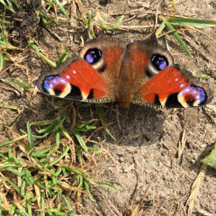 For a Bug Near You. - 3PIEnd2025the4