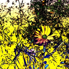 It’s not the aliens (studio mix) - AnimusBones