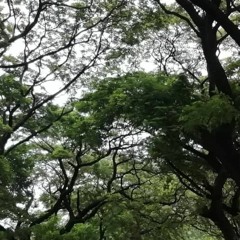 Song Of The Sandman (Lullaby) - Enya - Instrumental Cover