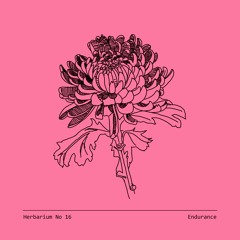 Herbarium No 16 - Endurance - Chrysanthemum