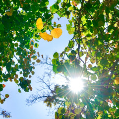 Sweet and Chilly Morning -Janice Brittain Music