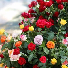 naseeb