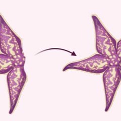 Starfish Regeneration (Beach House)